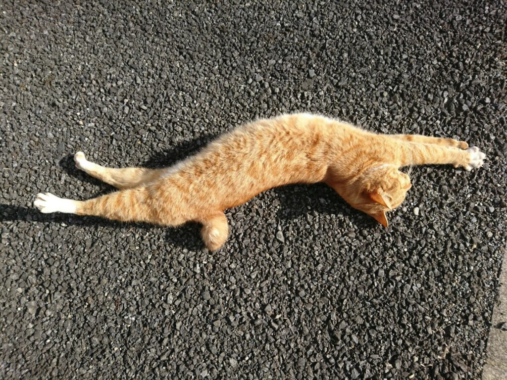 道路で横になって伸びをする猫