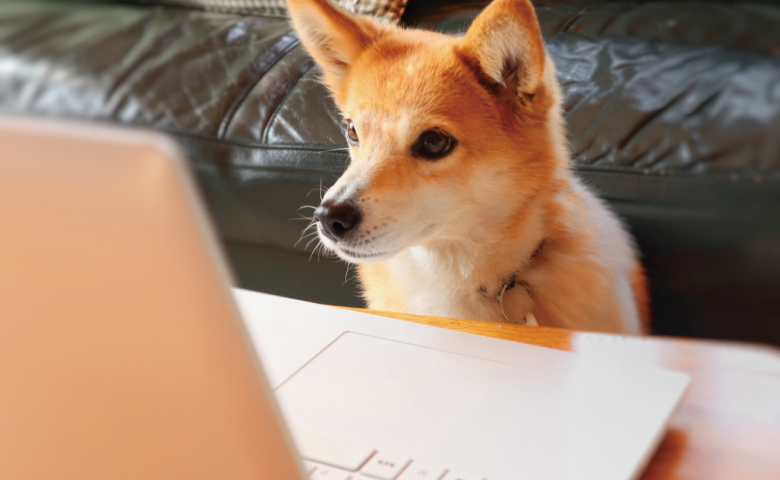 ノートパソコンを覗き見る犬